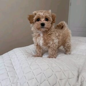 Pilo
