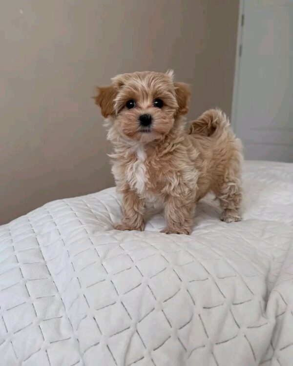 Pilo