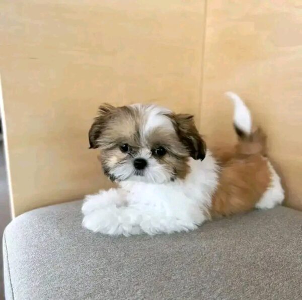Benny - Image 2