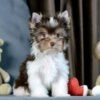 Peanut - Image 2
