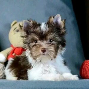 Peanut