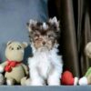 Peanut - Image 3