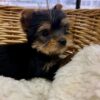 Bella - Image 2
