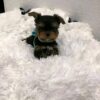 Charlie - Image 2