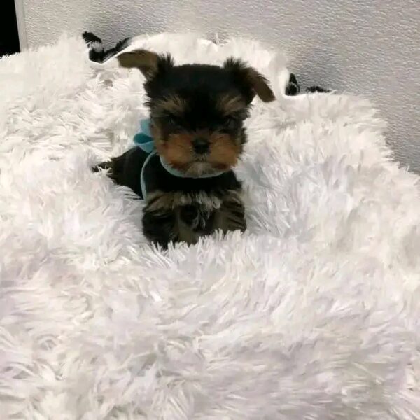 Charlie - Image 2
