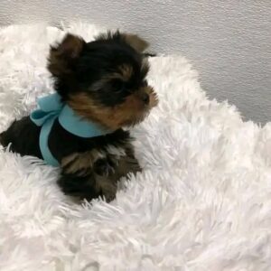 Charlie