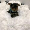 Charlie - Image 3