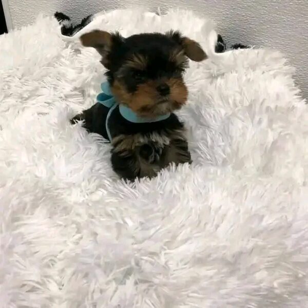 Charlie - Image 3