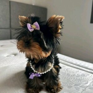 Nina