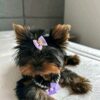 Nina - Image 2