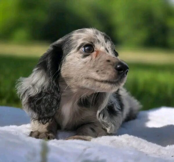 Princess