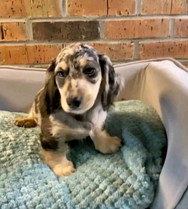 Daisy - Image 3