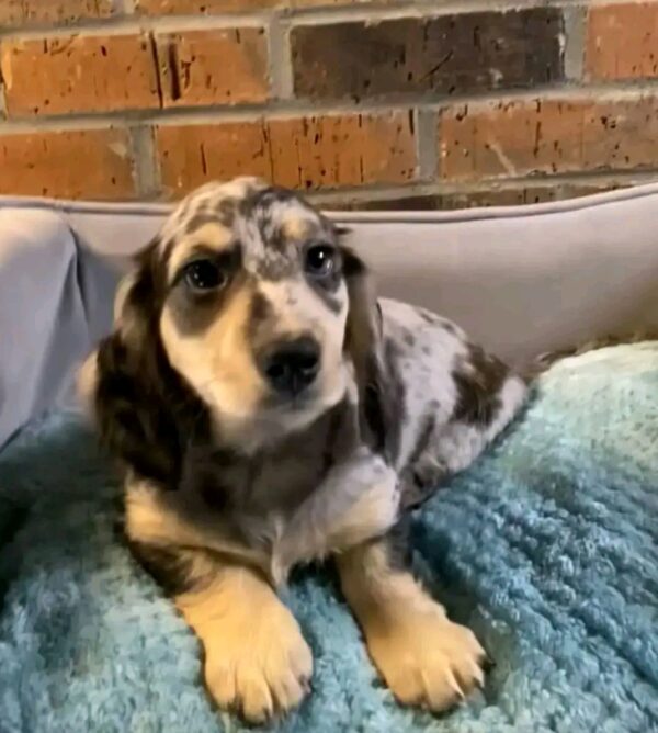 Daisy