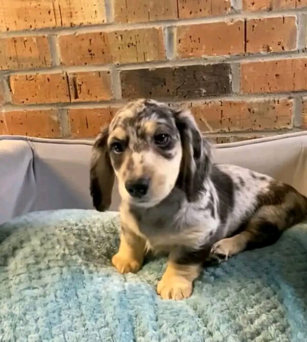 Daisy - Image 2