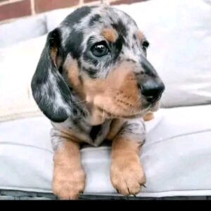 Boxer