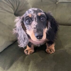 Myla