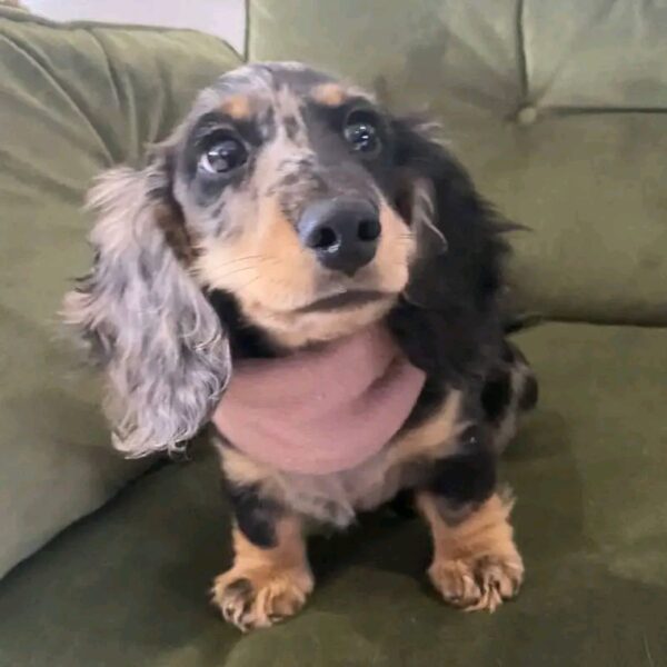 Myla - Image 2