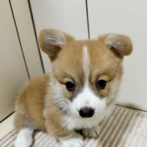 Peaches