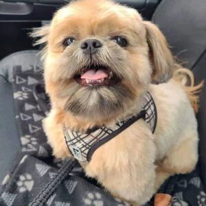 Teddy