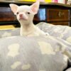 Nala - Image 2