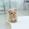 Jerry - Image 3