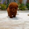 Pinky - Image 3