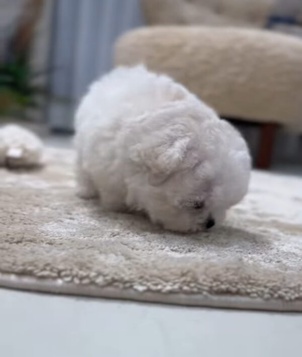 Pinky - Image 4
