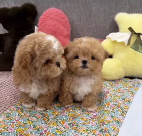 Terry and Royce - Image 2