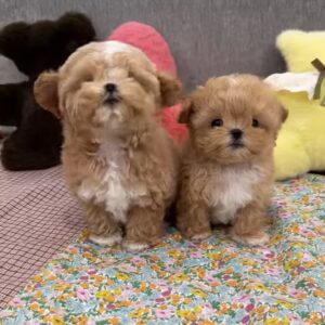 Terry and Royce