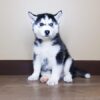 Siberian Husky Puppy