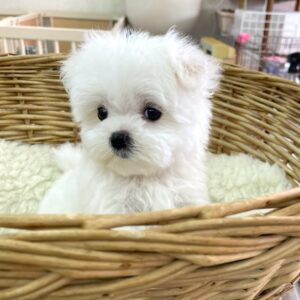 sweet Maltese puppy
