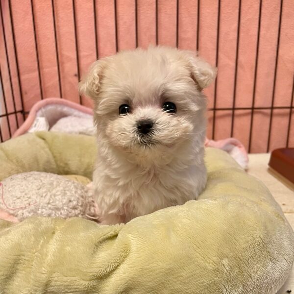 charming Maltese puppy