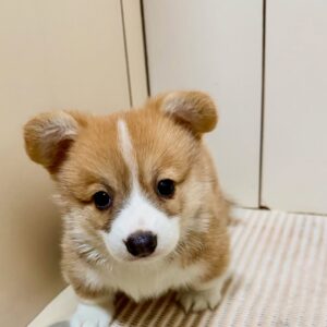 Lovely Corgi Puppy