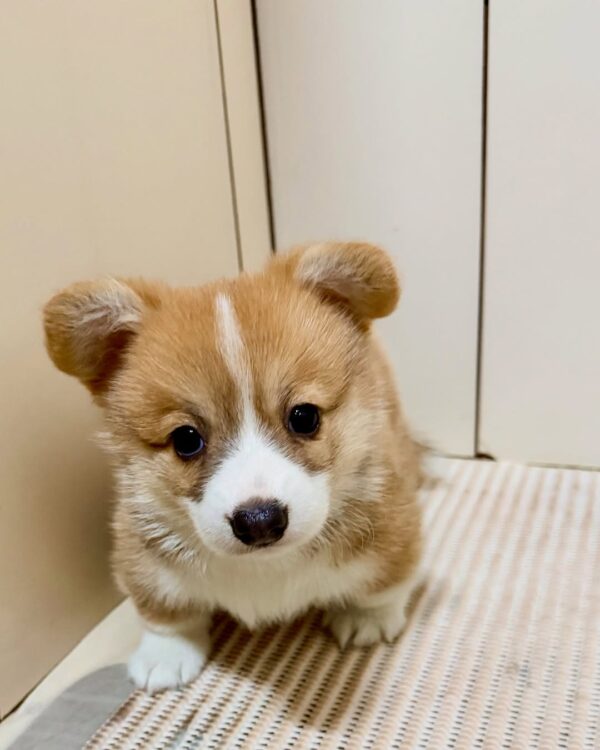 Lovely Corgi Puppy