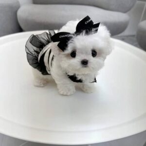 Stylish Maltese Puppy
