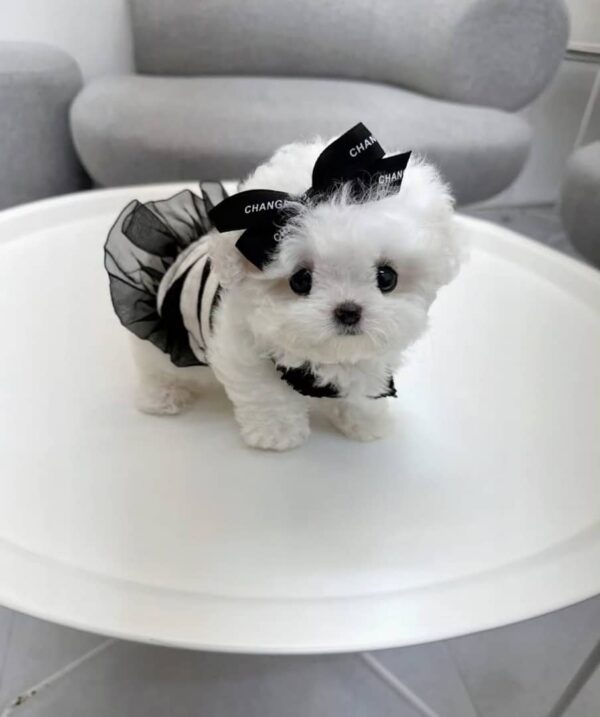 Stylish Maltese Puppy