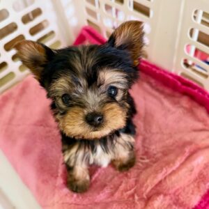 Delightful Yorkie Puppy
