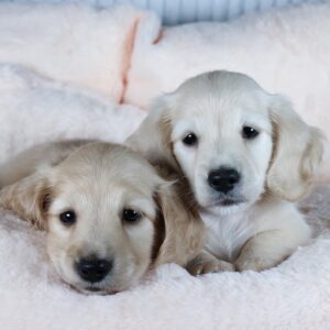 MIlly and Milan