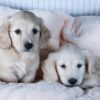 MIlly and Milan - Image 2
