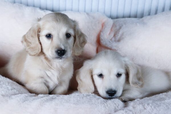 MIlly and Milan - Image 2