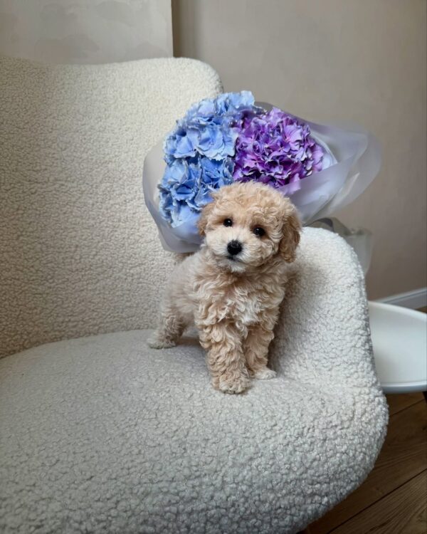 Jordy - Image 3