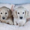 MIlly and Milan - Image 4