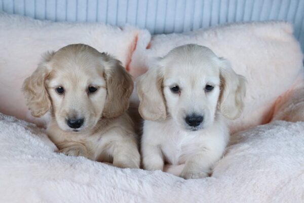 MIlly and Milan - Image 4