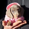 Charmy - Image 2