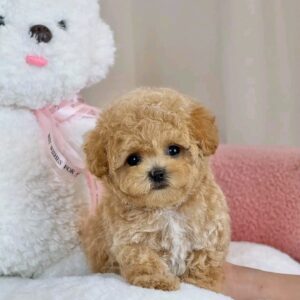 Dudu