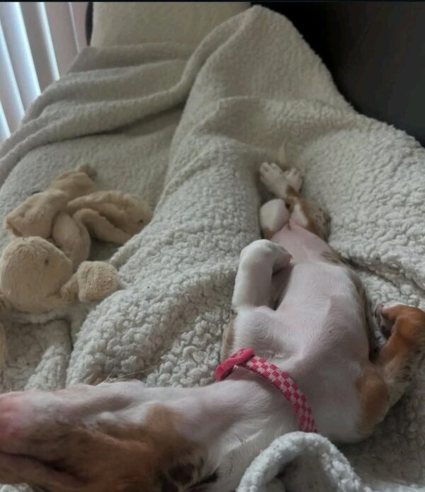 Betty - Image 2