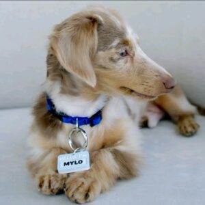 Mylo