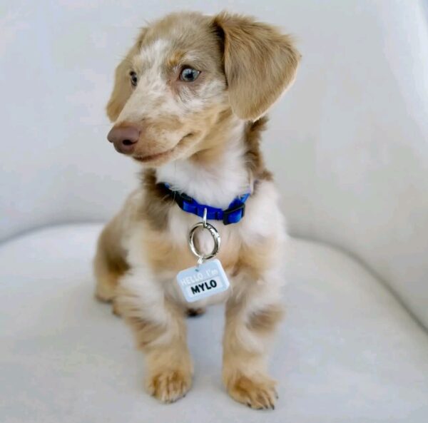 Mylo - Image 2