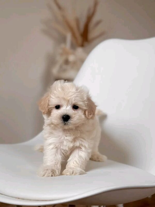 Lola Baby - Image 2