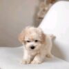 Lola Baby - Image 3